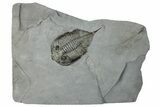 Dalmanites Trilobite Fossil - New York #295583-1